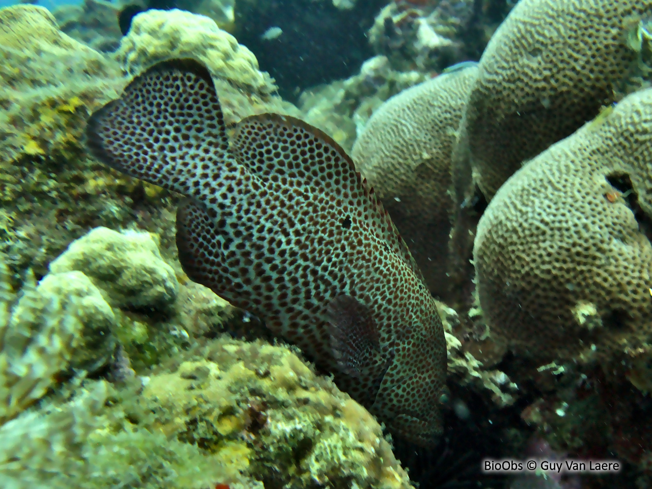 Mérou de roche Caraïbes - Cephalopholis cruentata - Guy Van Laere - BioObs