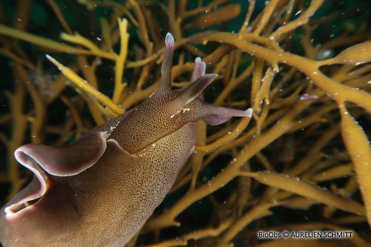 Lièvre de mer moucheté - Aplysia punctata - AURELIEN SCHMITT - BioObs