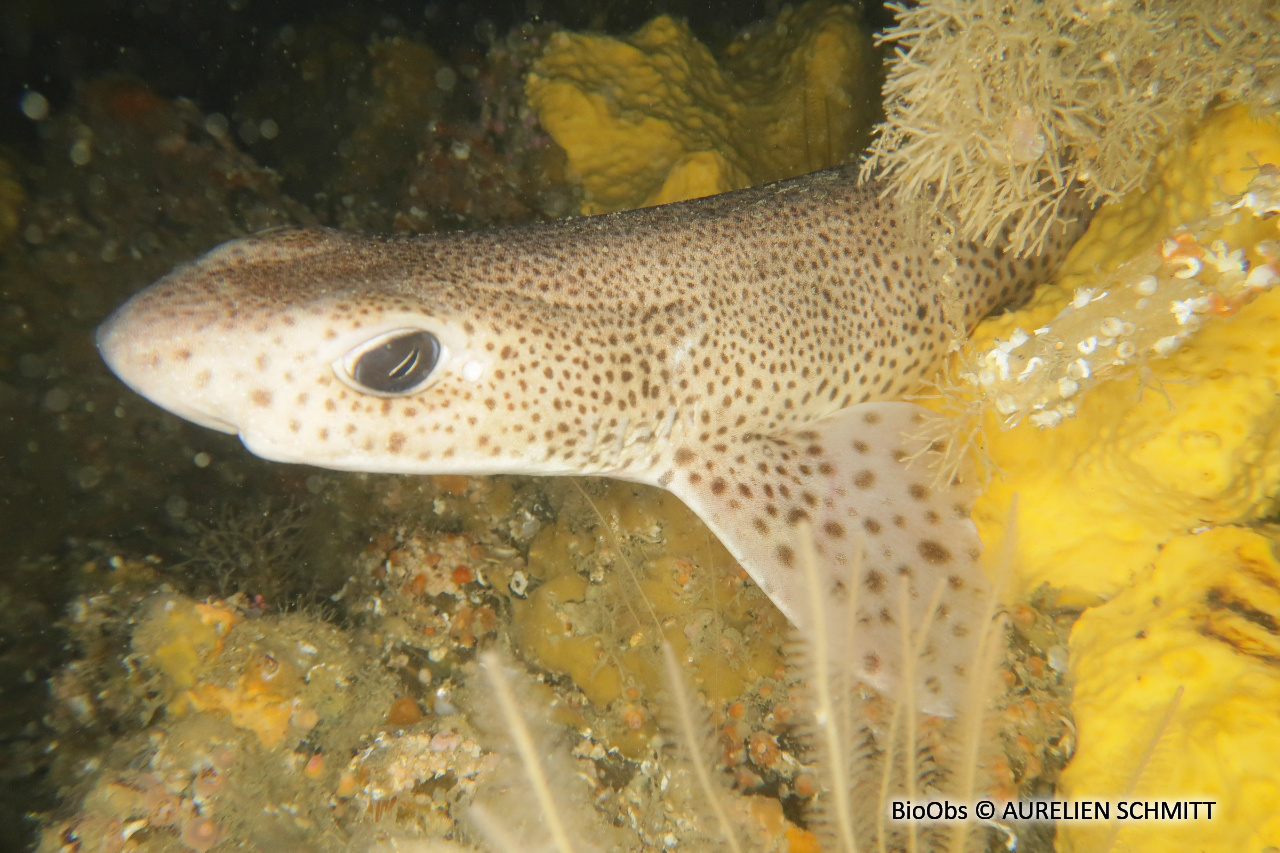 Petite roussette - Scyliorhinus canicula - AURELIEN SCHMITT - BioObs