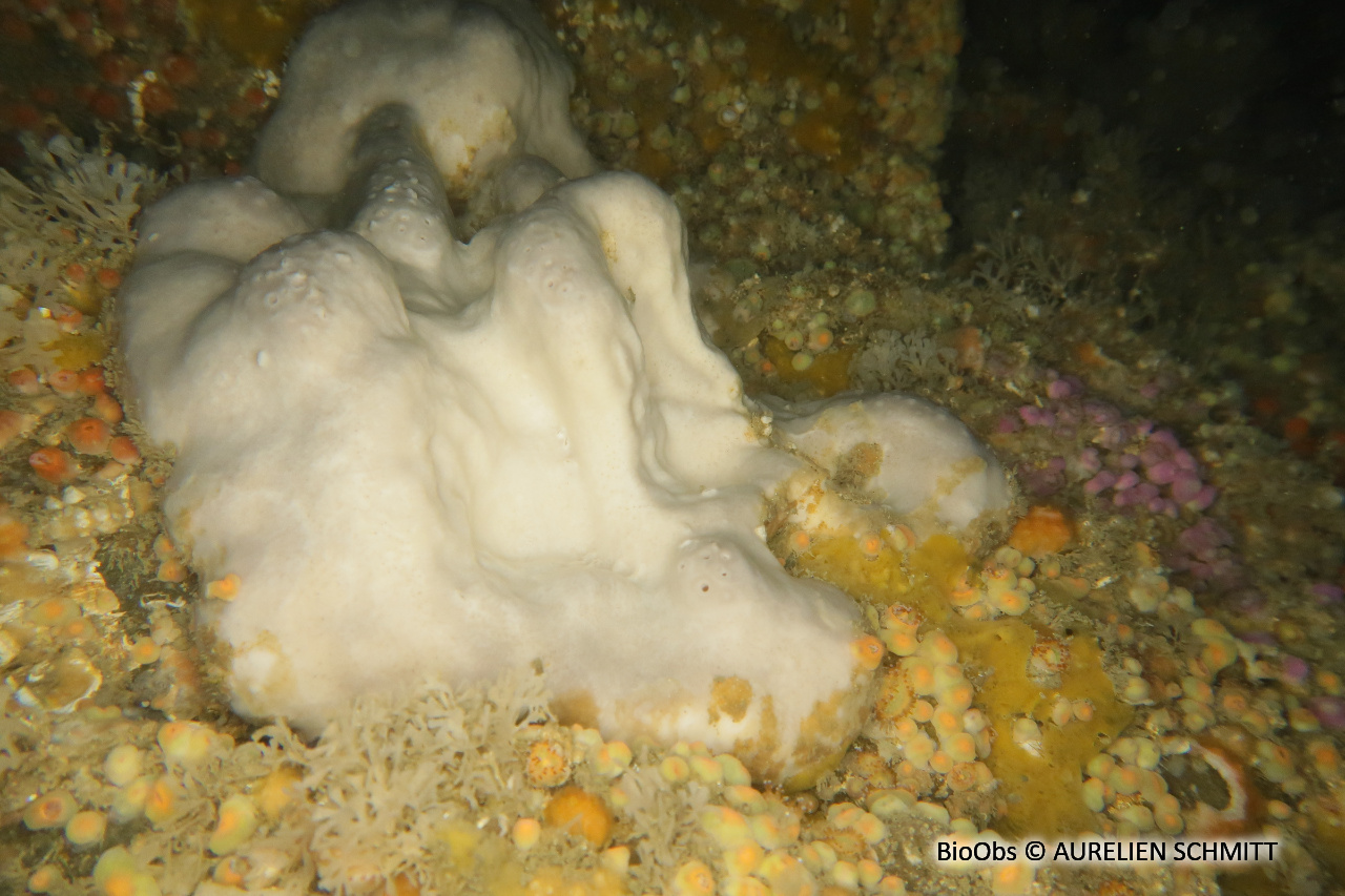 Fesse d'éléphant - Pachymatisma johnstonia - AURELIEN SCHMITT - BioObs