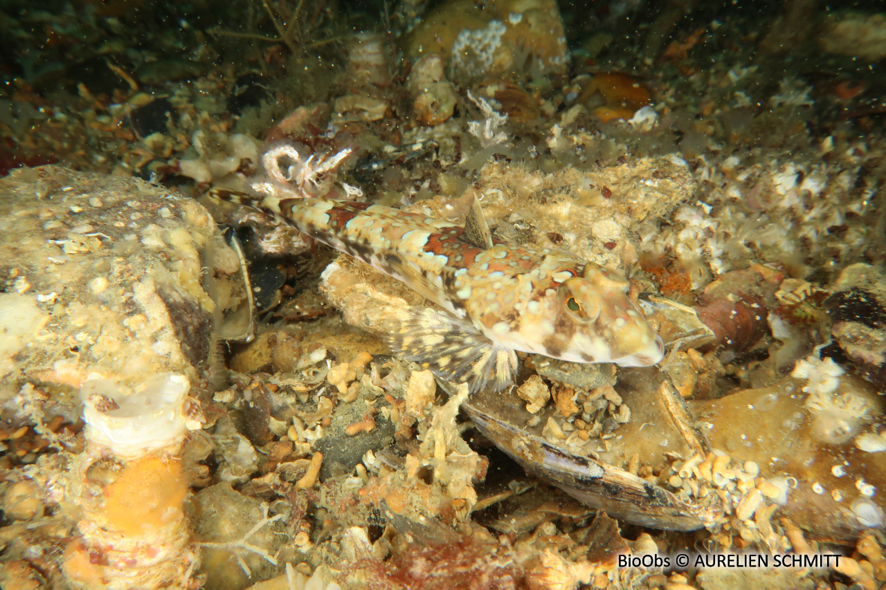 Dragonnet réticulé - Callionymus reticulatus - AURELIEN SCHMITT - BioObs