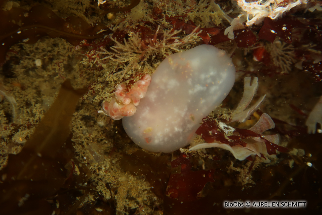 Ascidie rectangulaire - Ascidia virginea - AURELIEN SCHMITT - BioObs