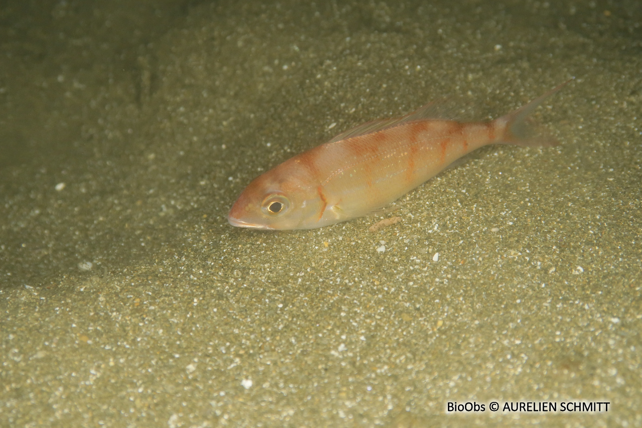 Pageot commun - Pagellus erythrinus - AURELIEN SCHMITT - BioObs