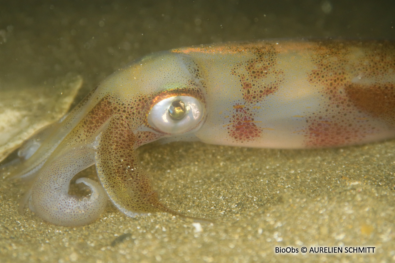 Calmar - Loligo vulgaris - AURELIEN SCHMITT - BioObs