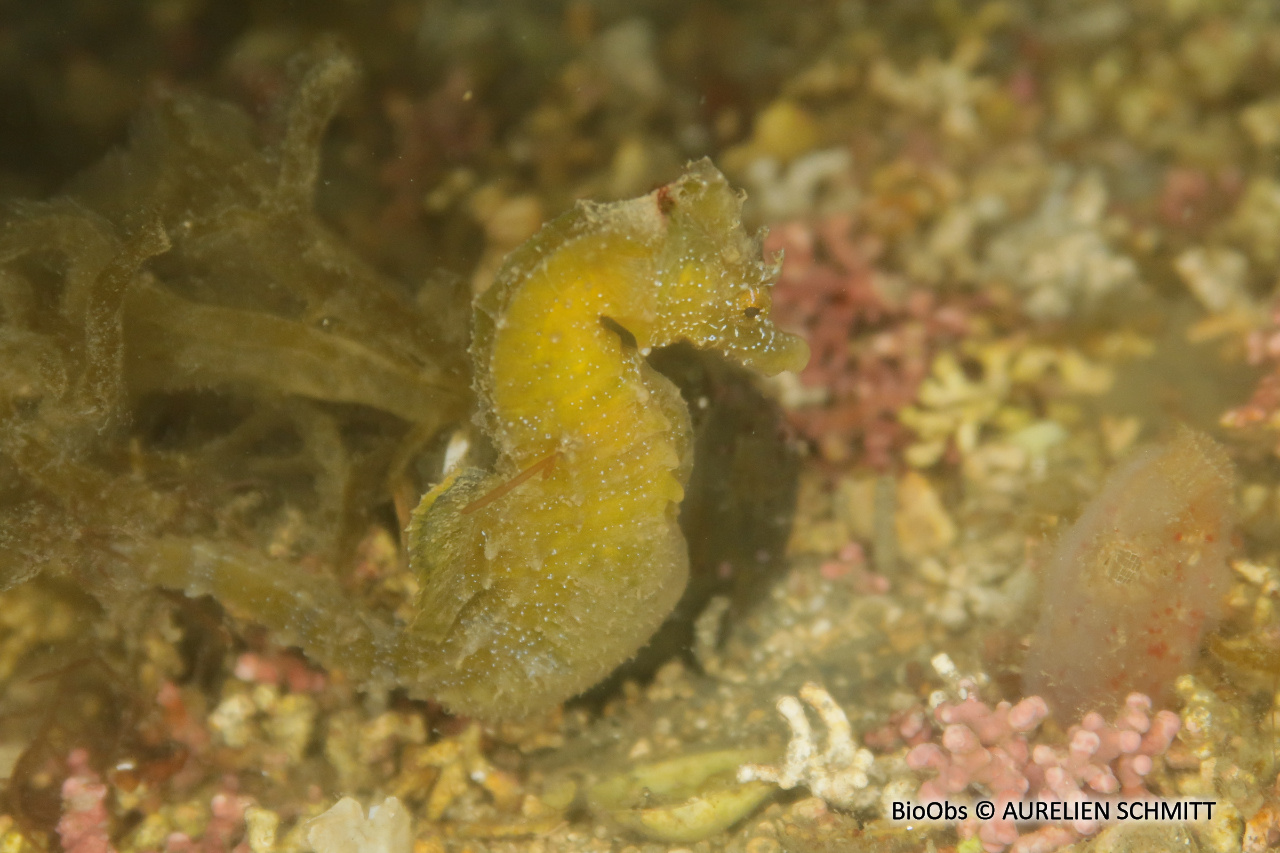 Hippocampe moucheté - Hippocampus guttulatus - AURELIEN SCHMITT - BioObs