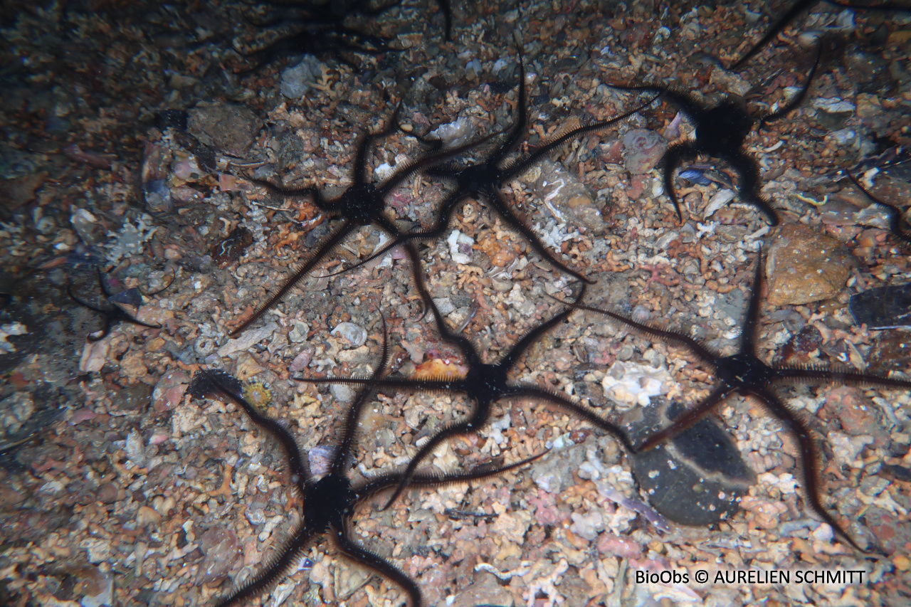 Ophiure noire - Ophiocomina nigra - AURELIEN SCHMITT - BioObs