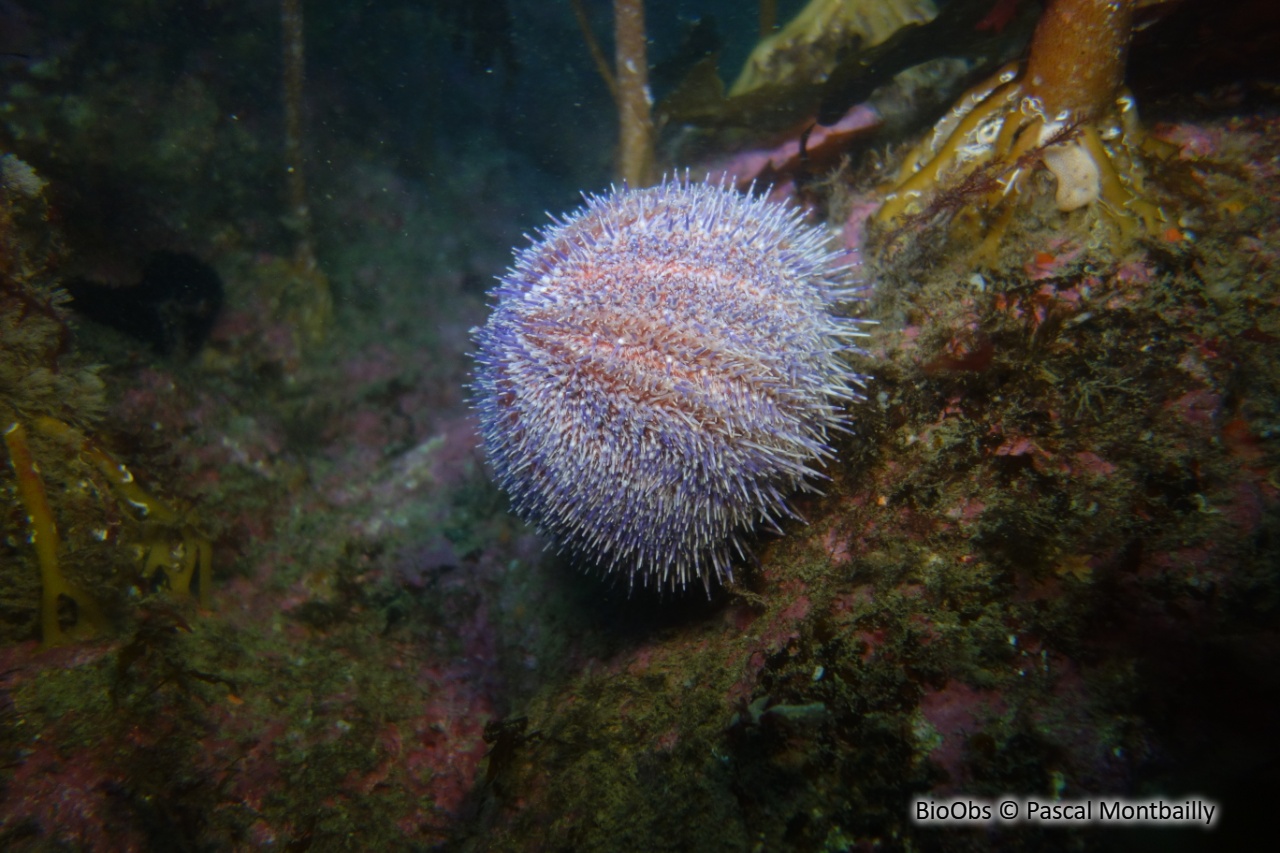 Oursin globuleux - Echinus esculentus - Pascal Montbailly - BioObs