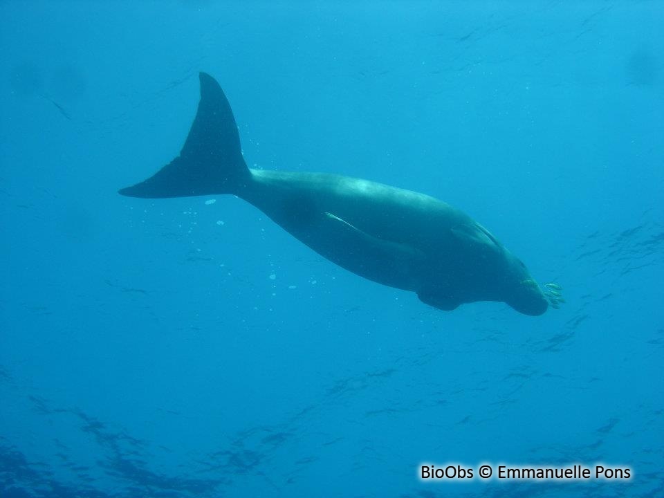 Dugong - Dugong dugon - Emmanuelle Pons - BioObs