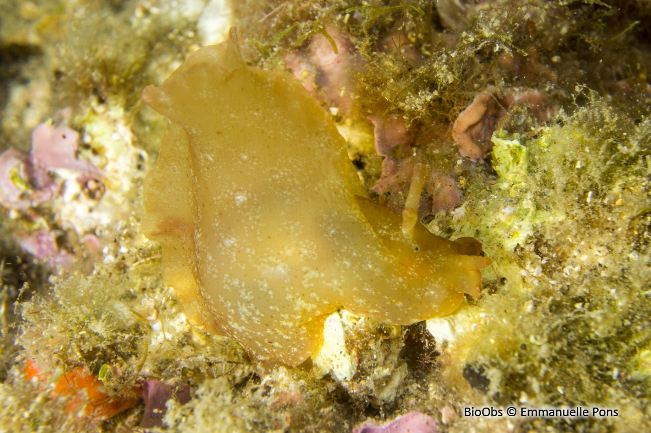 Lièvre de mer (depilans) - Aplysia depilans - Emmanuelle Pons - BioObs