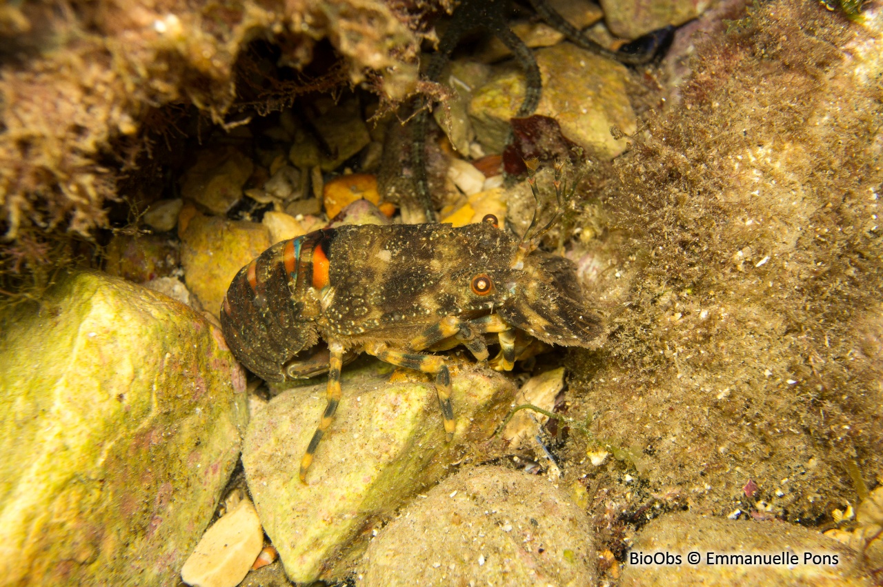 Petite cigale de mer - Scyllarus arctus - Emmanuelle Pons - BioObs