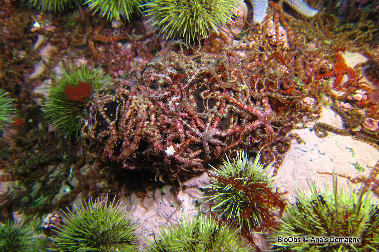 Ophiure-pâquerette - Ophiopholis aculeata - Anaïs Demagny - BioObs