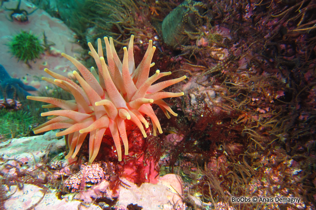 Anémone criblée - Cribrinopsis similis - Anaïs Demagny - BioObs