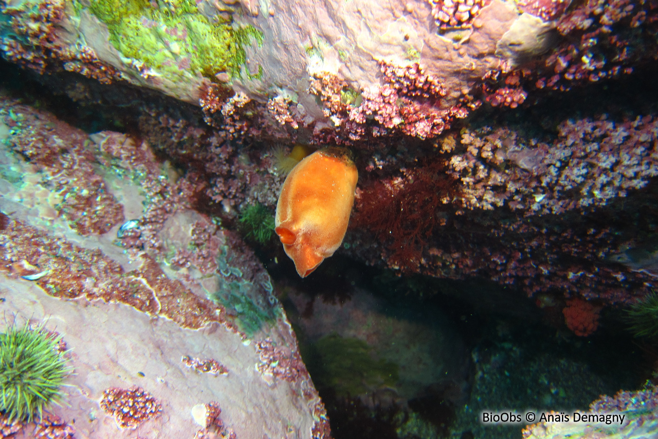 Pêche de mer - Halocynthia pyriformis - Anaïs Demagny - BioObs
