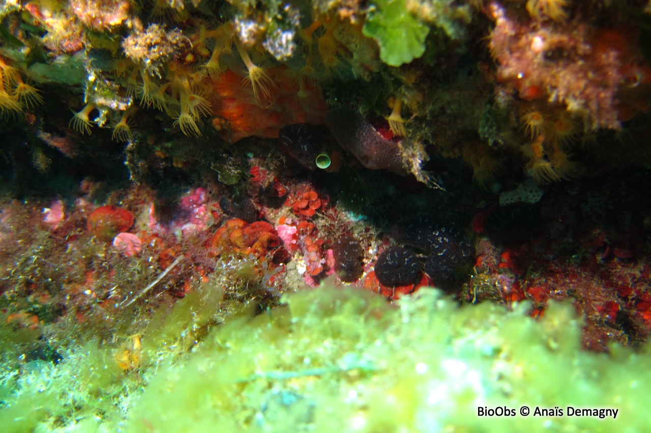 Didemne charnu et noir - Didemnum protectum - Anaïs Demagny - BioObs