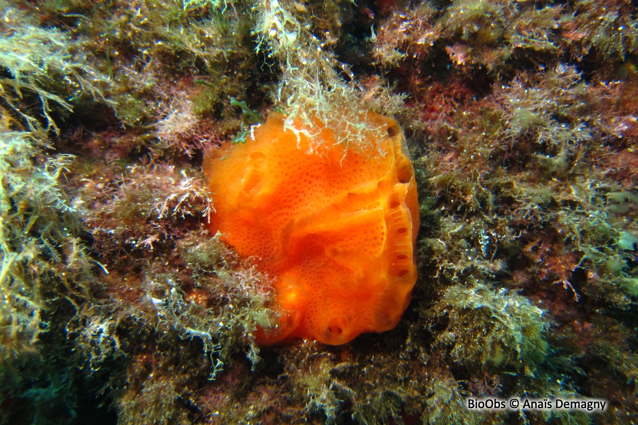 Amaroucium - Aplidium pseudolobatum - Anaïs Demagny - BioObs