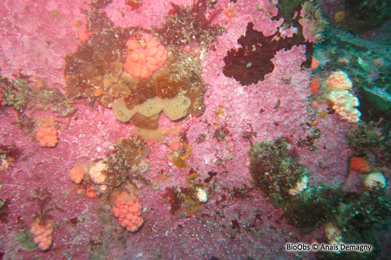 Framboise de mer - Gersemia rubiformis - Anaïs Demagny - BioObs