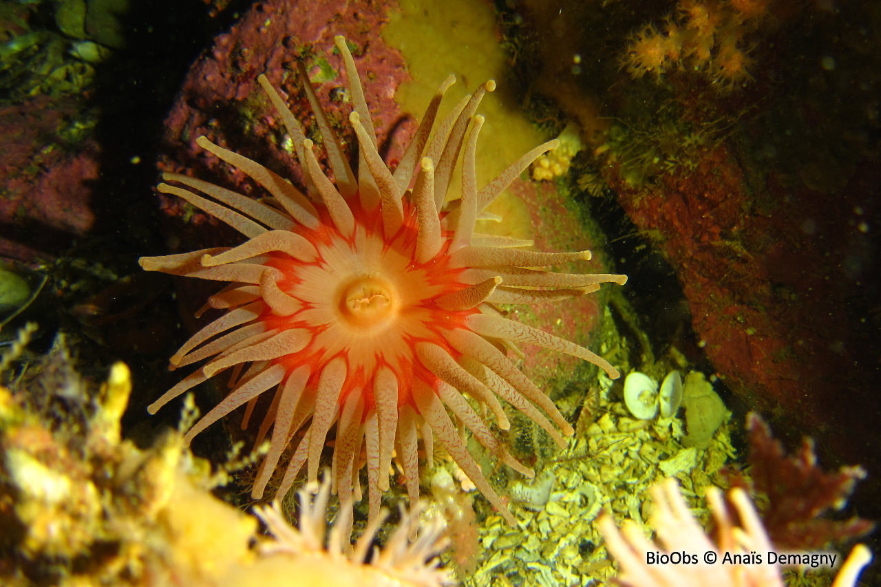 Anémone criblée - Cribrinopsis similis - Anaïs Demagny - BioObs