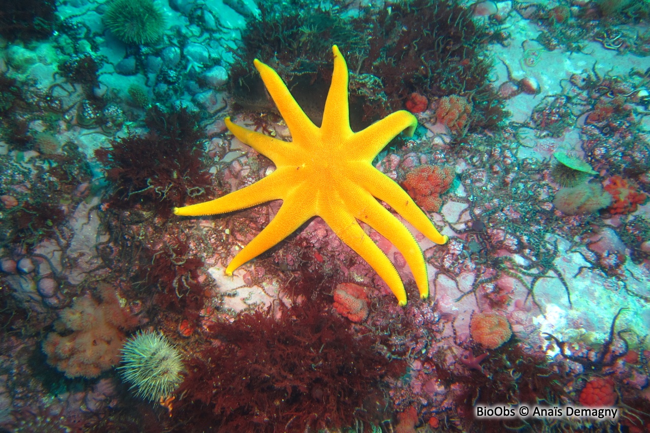 Soleil de mer pourpre - Solaster endeca - Anaïs Demagny - BioObs