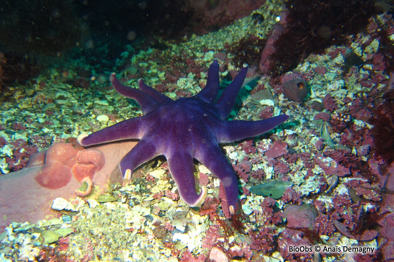 Soleil de mer pourpre - Solaster endeca - Anaïs Demagny - BioObs