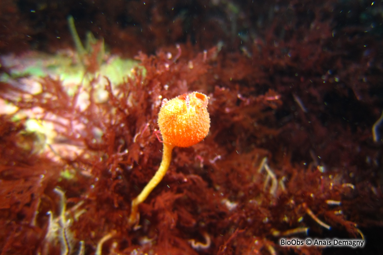 Patate de mer - Boltenia ovifera - Anaïs Demagny - BioObs