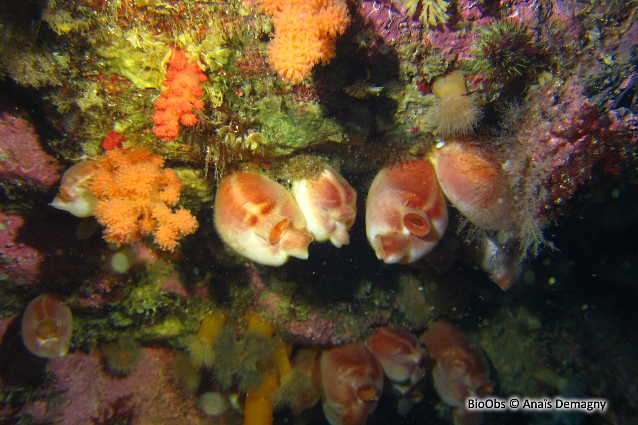 Pêche de mer - Halocynthia pyriformis - Anaïs Demagny - BioObs