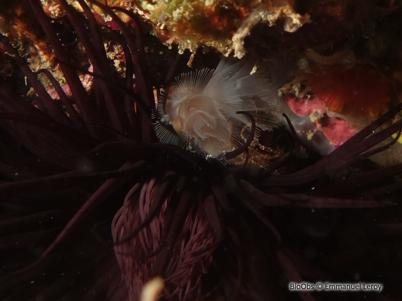 Phoronidien - Phoronis sp - Christophe Pradeau - BioObs