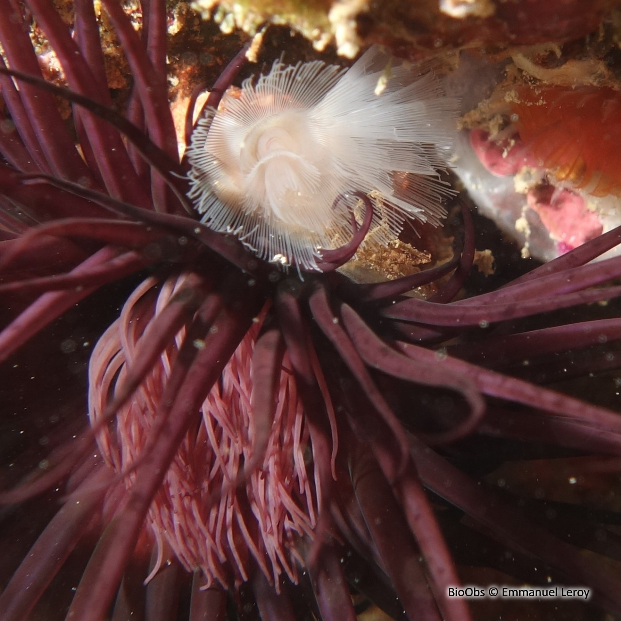 Grand phoronidien - Phoronis australis - Emmanuel Leroy - BioObs