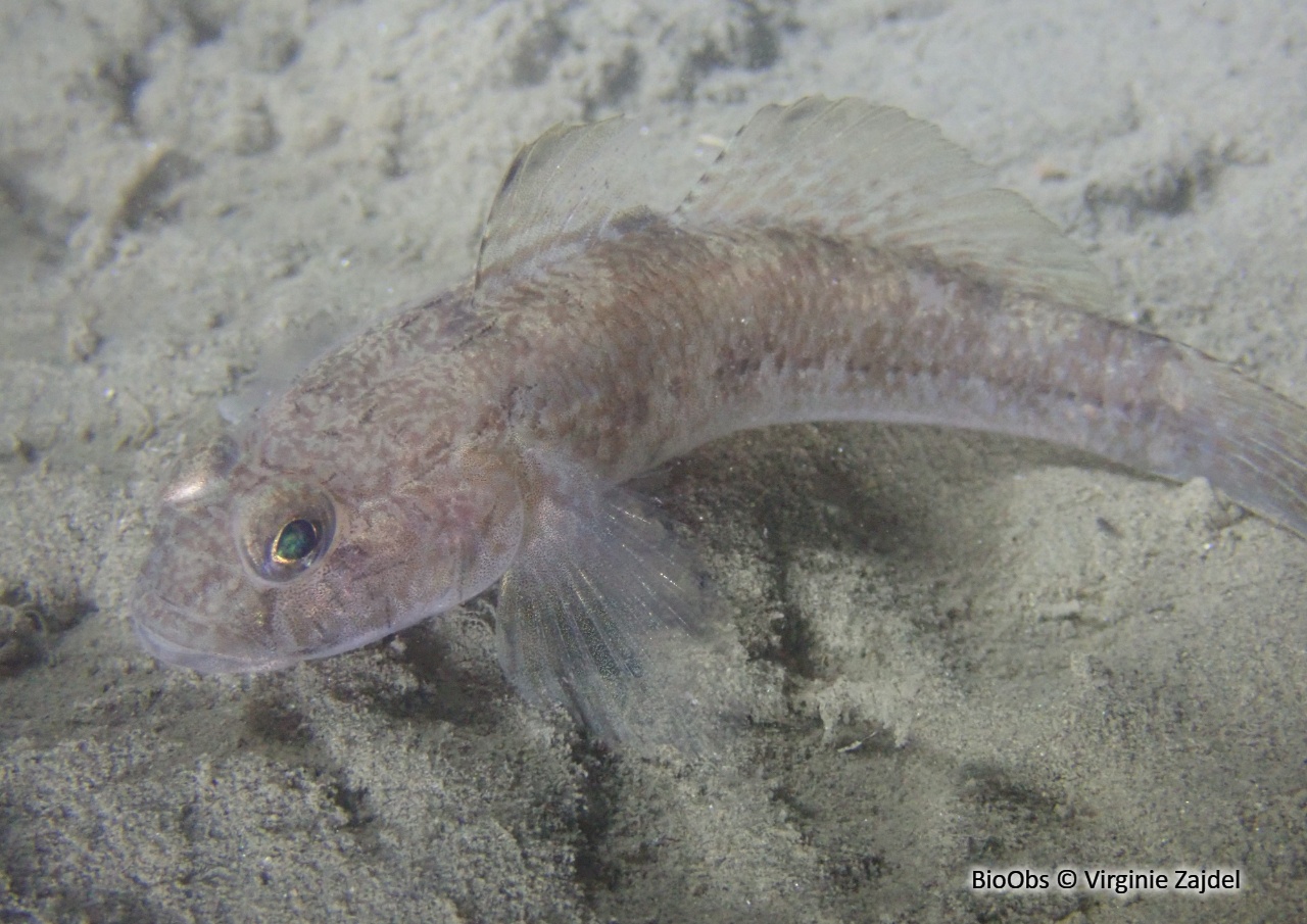 Gobie buhotte - Pomatoschistus minutus - Virginie Zajdel - BioObs