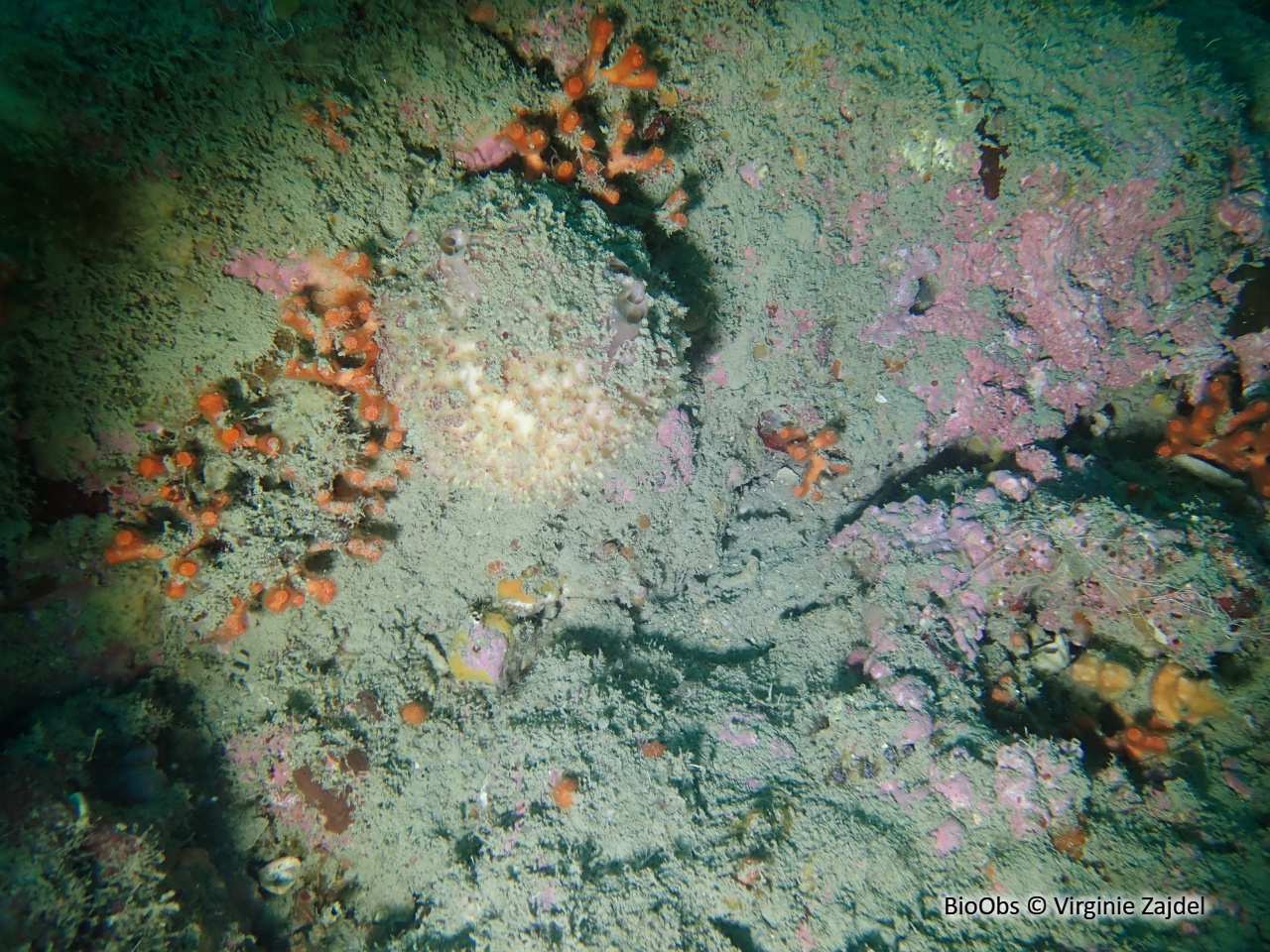 Orange de mer blanche de Méditerranée - Tethya meloni - Virginie Zajdel - BioObs