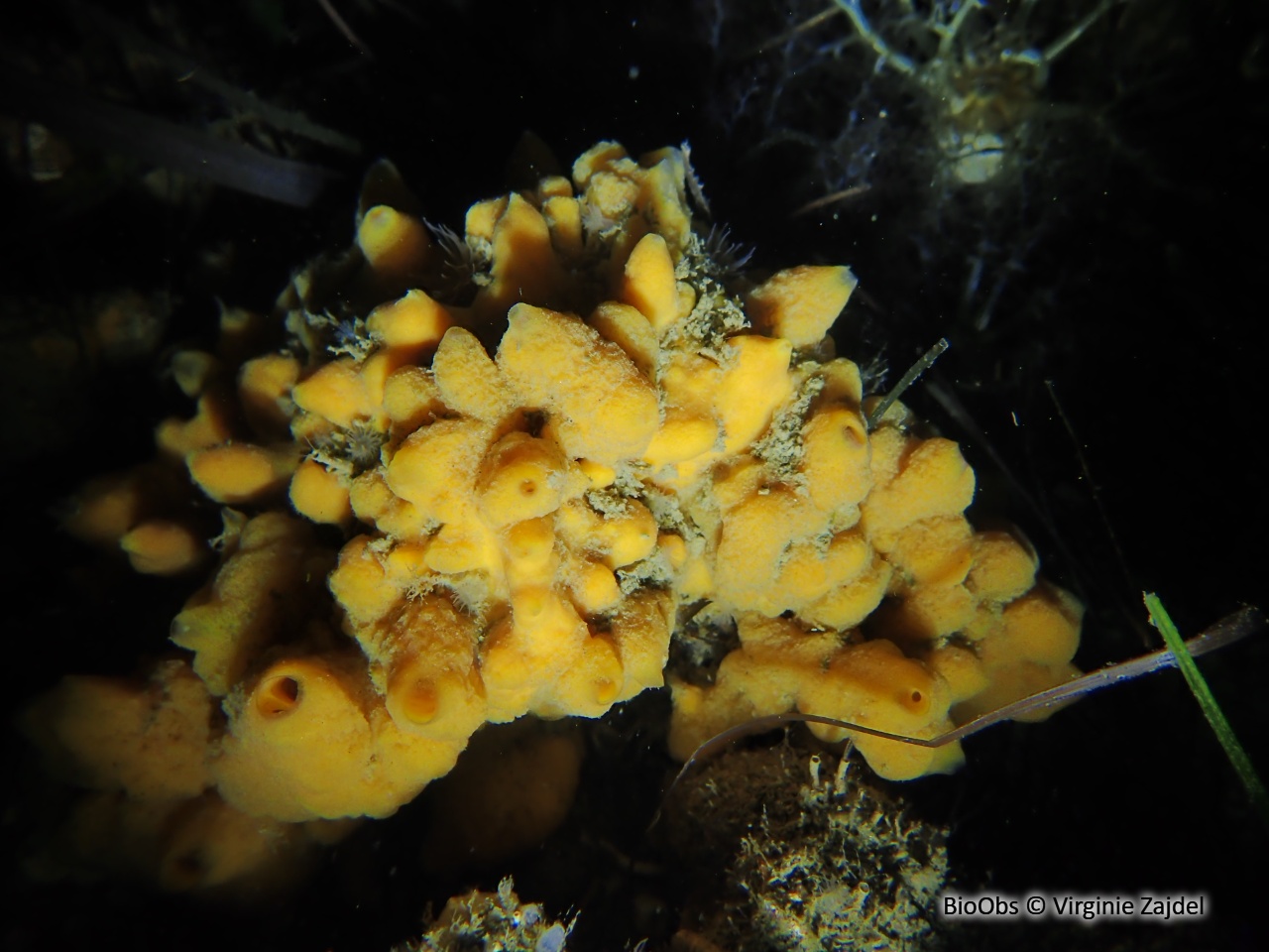 Subérite massive - Suberites massa - Virginie Zajdel - BioObs