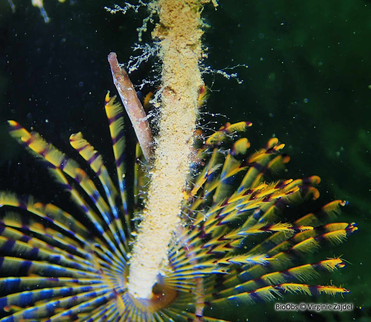 Syngnathe de lagune - Syngnathus abaster - Virginie Zajdel - BioObs