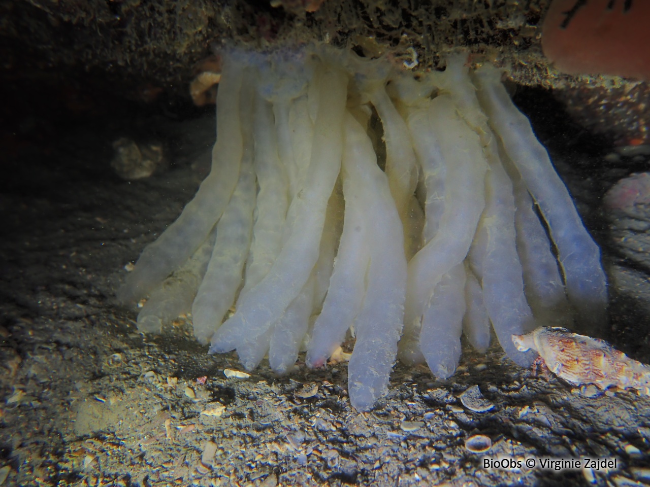 Calmar ponte - Loligo - Virginie Zajdel - BioObs