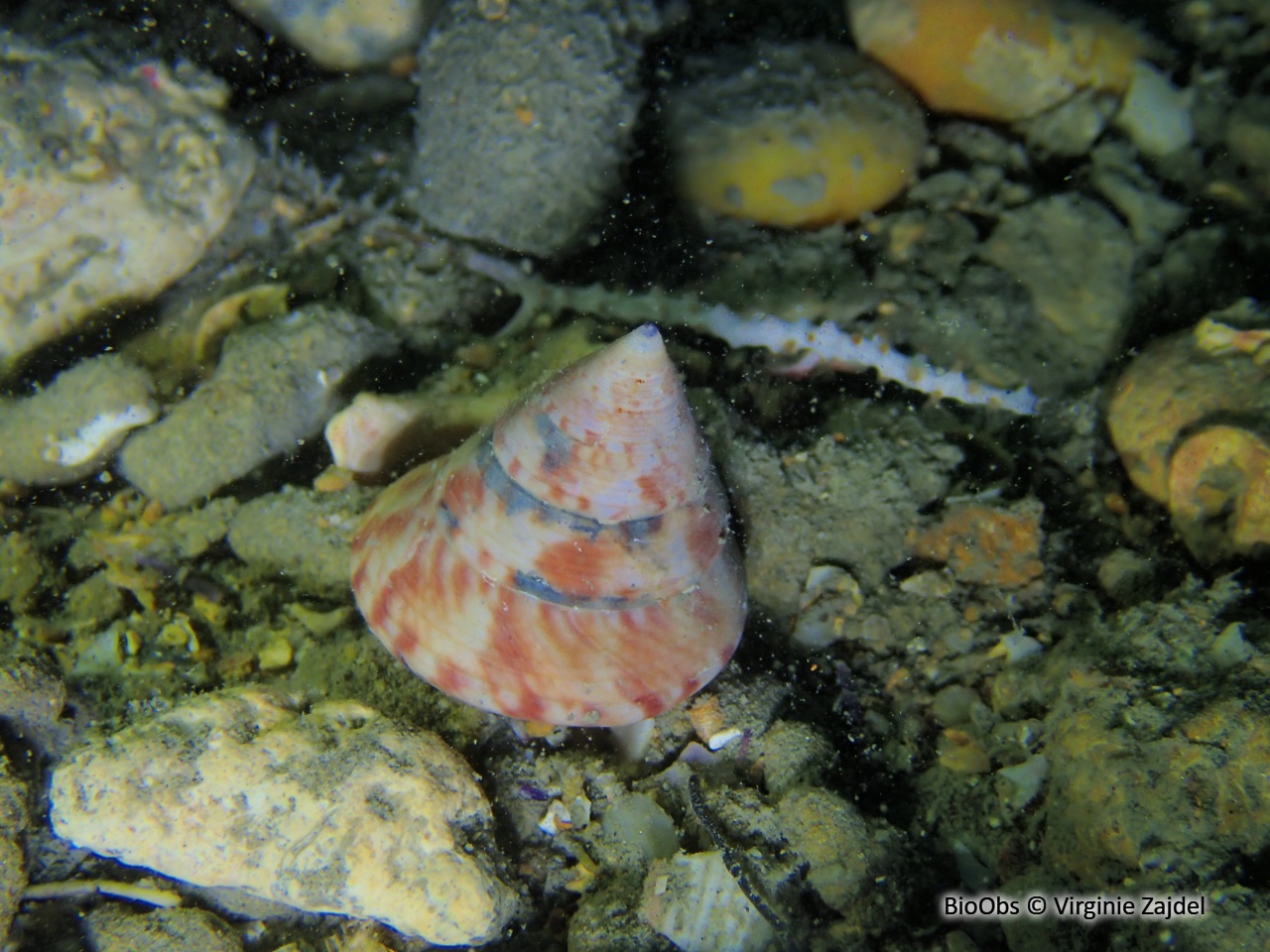 Troque jujube - Calliostoma zizyphinum - Virginie Zajdel - BioObs