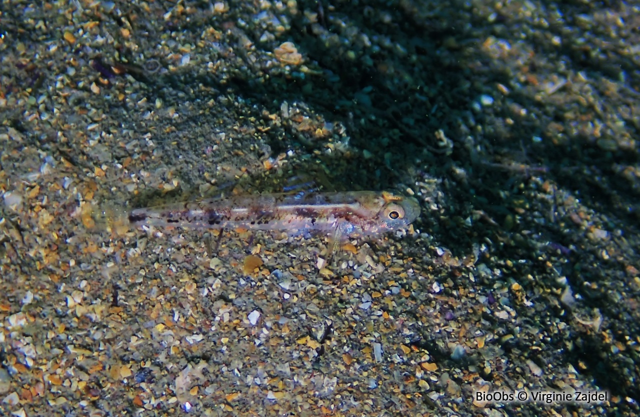 Gobie varié - Pomatoschistus pictus - Virginie Zajdel - BioObs