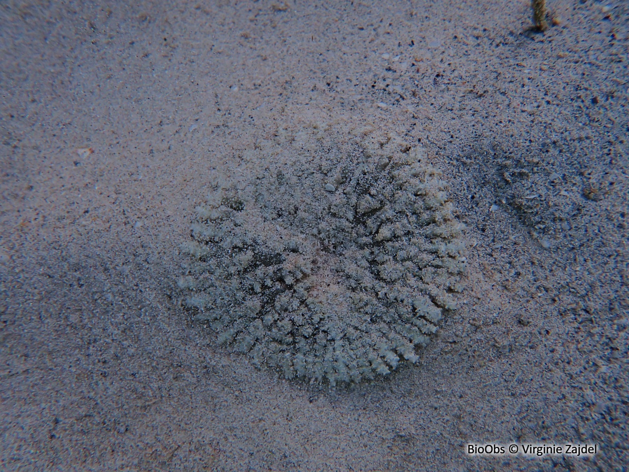 Anémone-carpette - Actinostella flosculifera - Virginie Zajdel - BioObs