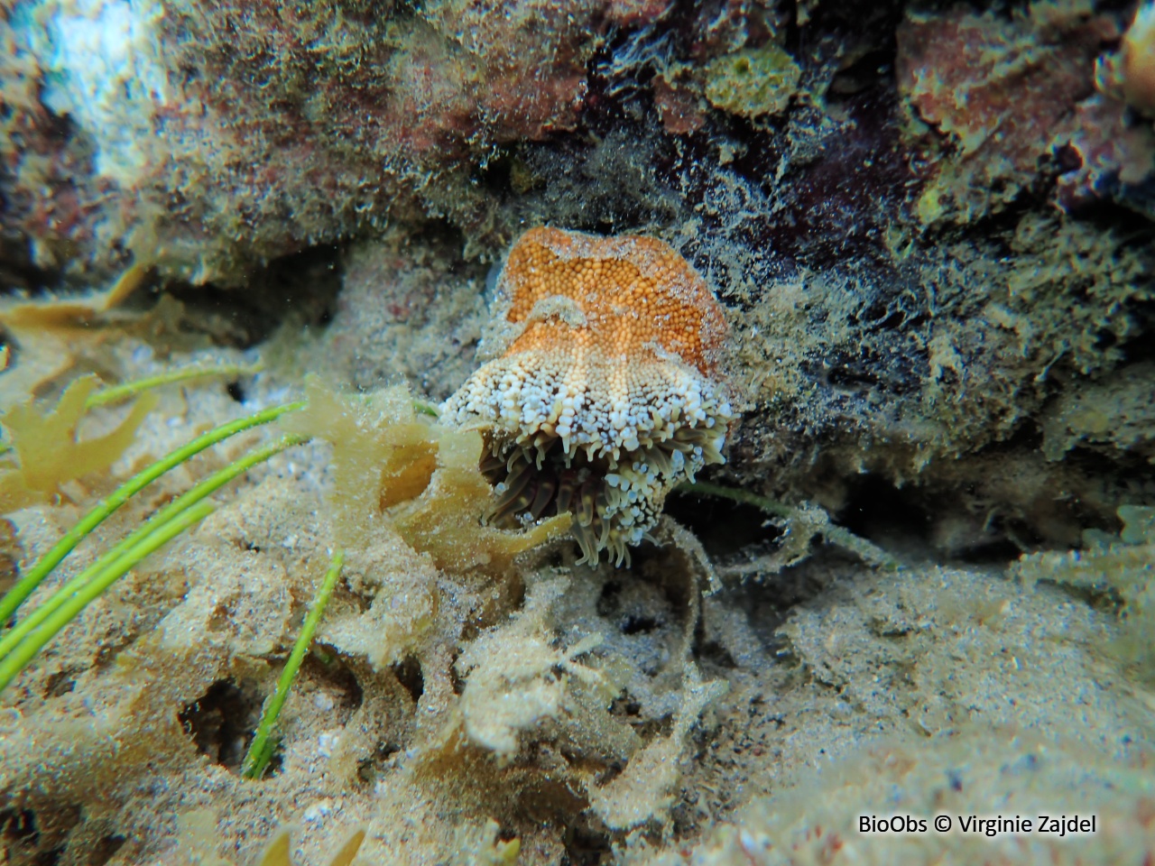 Anémone granuleuse - Bunodosoma granuliferum - Virginie Zajdel - BioObs