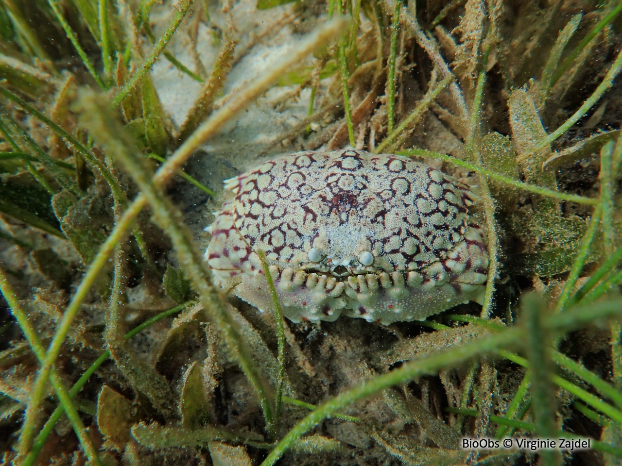 Calappe ocellé - Calappa ocellata - Virginie Zajdel - BioObs