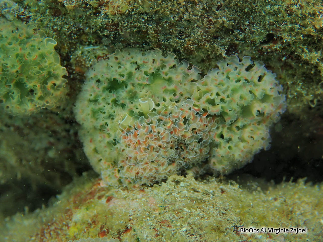 Limace de mer frisée - Elysia crispata - Virginie Zajdel - BioObs