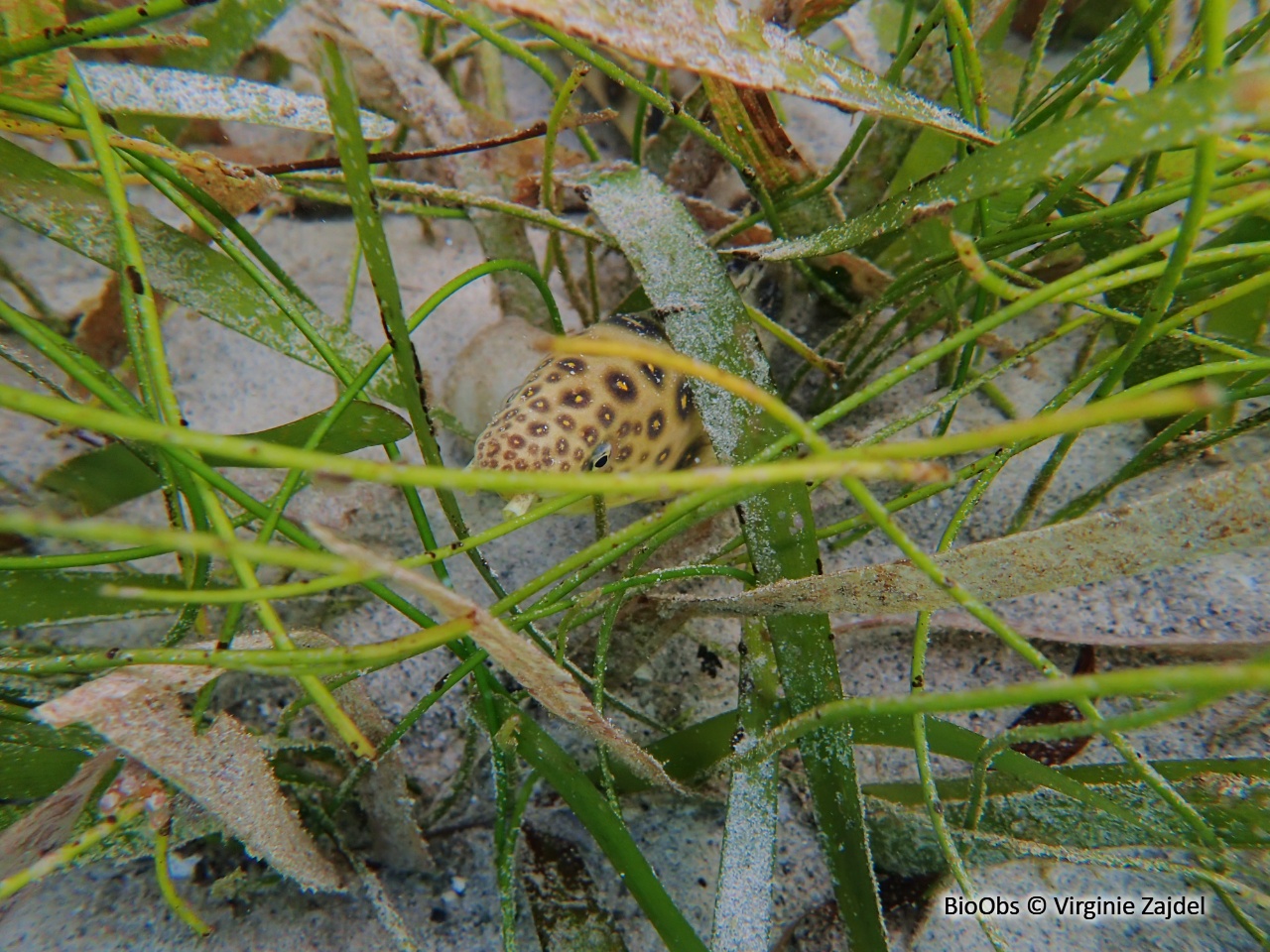 Serpentine ocellée - Myrichthys ocellatus - Virginie Zajdel - BioObs