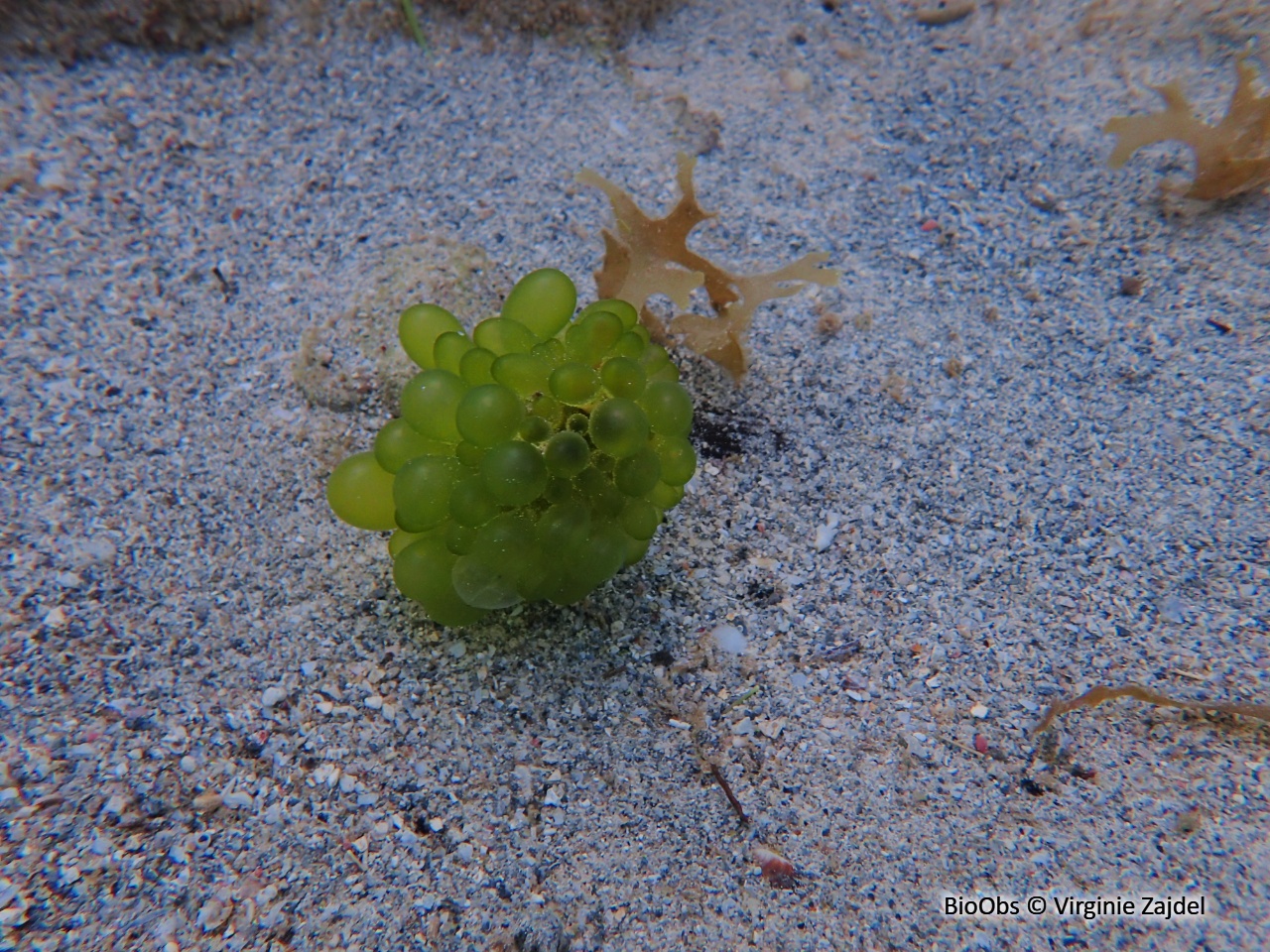 Valonie tubuleuse - Valonia utricularis - Virginie Zajdel - BioObs