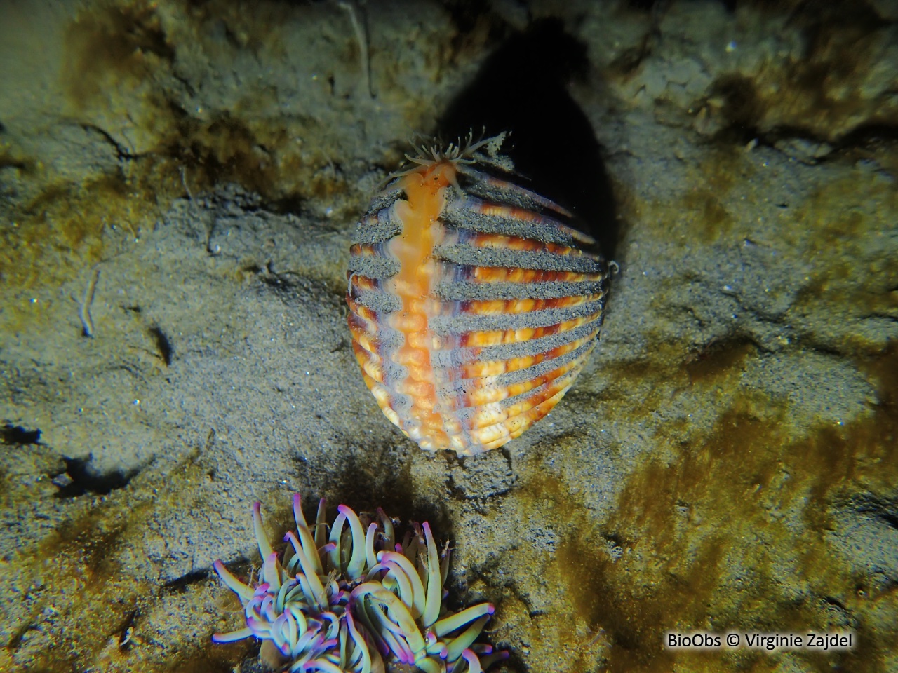Bucarde tuberculée - Acanthocardia tuberculata - Virginie Zajdel - BioObs