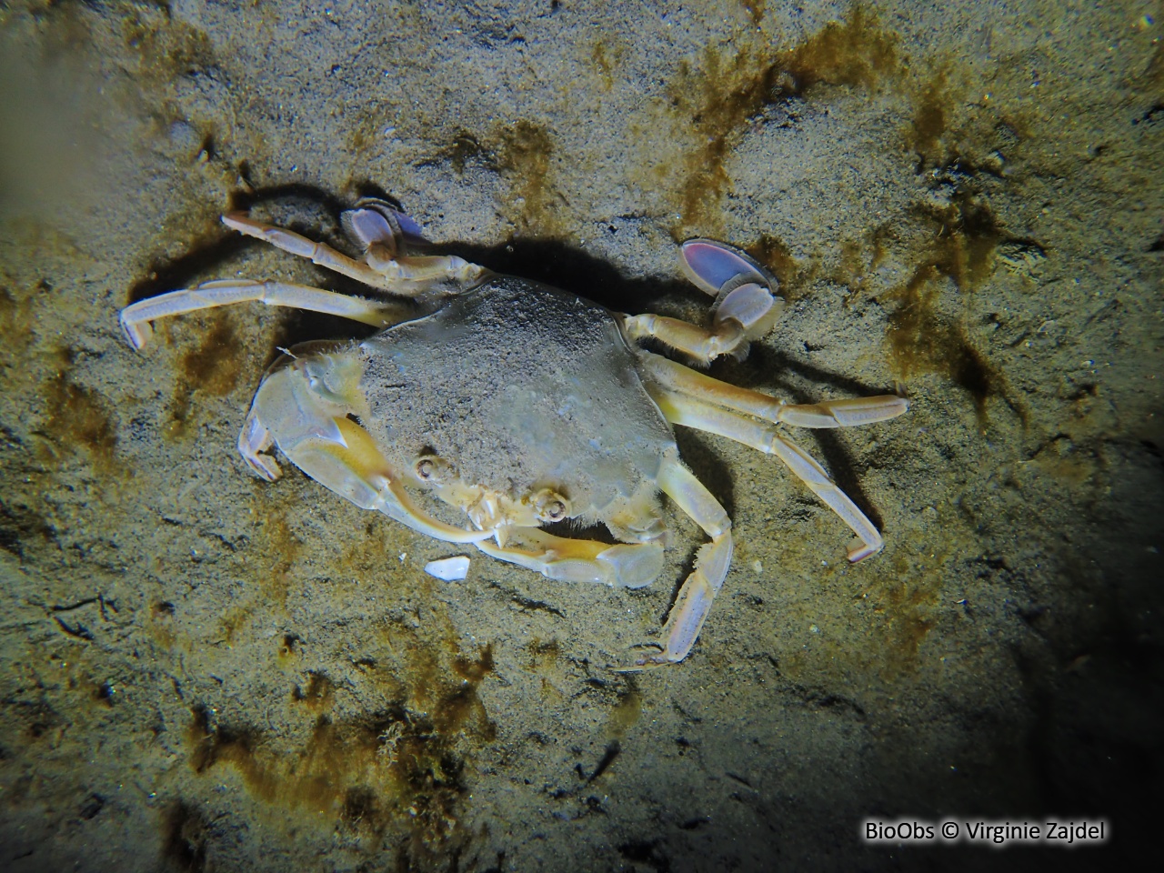 Etrille à pattes bleues - Liocarcinus depurator - Virginie Zajdel - BioObs