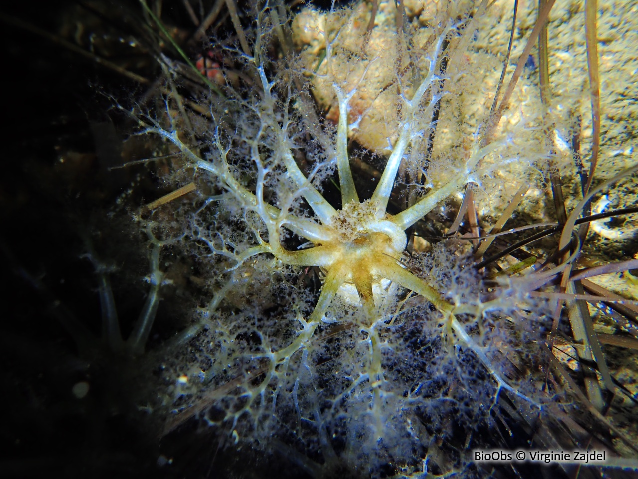 Lèche-doigts de Plancus - Ocnus planci - Virginie Zajdel - BioObs