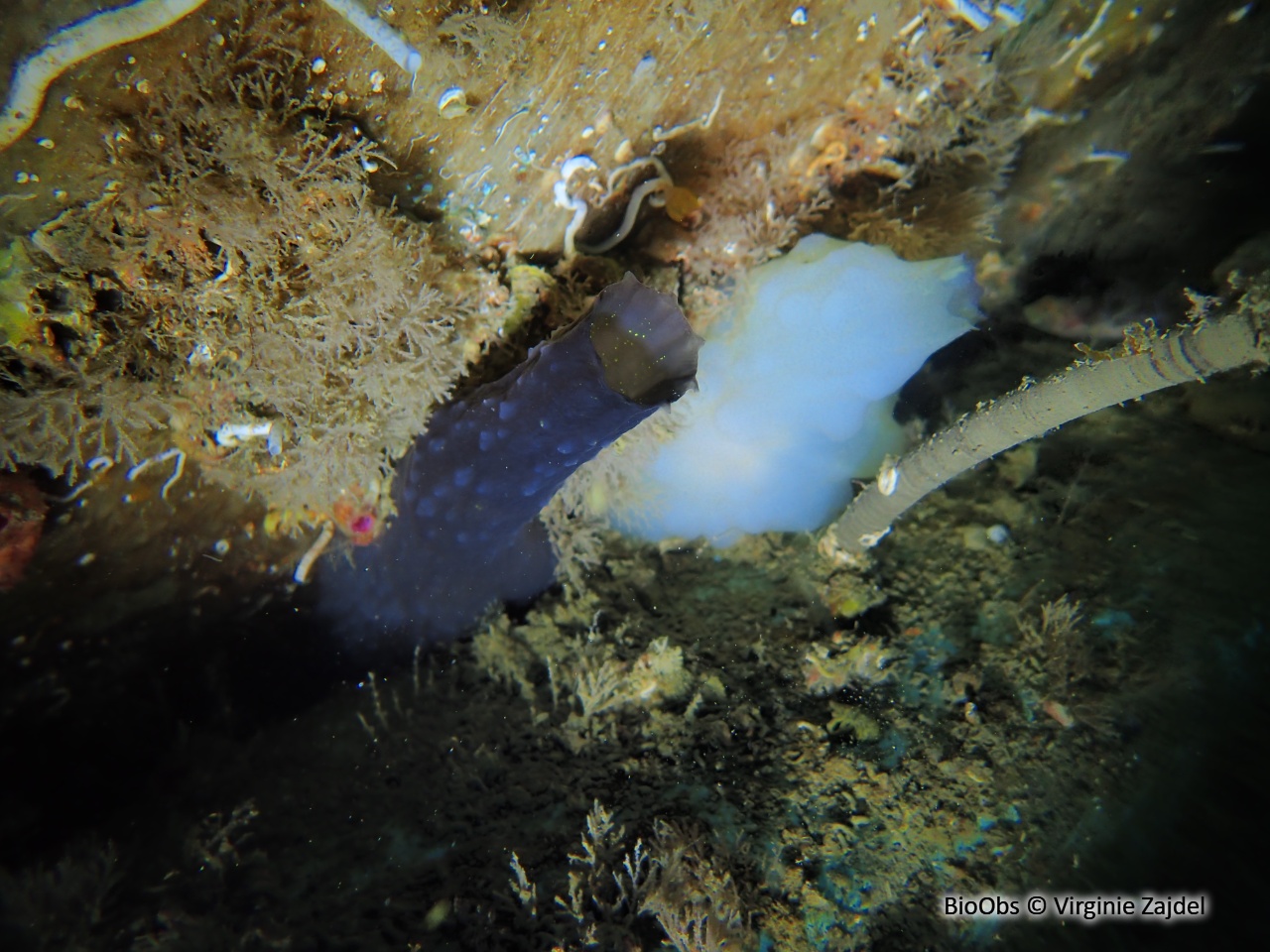 Ascidie noire - Phallusia fumigata - Virginie Zajdel - BioObs