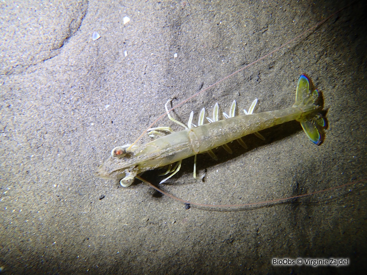 Caramote - Penaeus kerathurus - Virginie Zajdel - BioObs