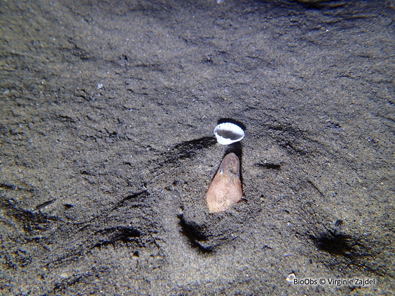 Serpenton imberbe - Dalophis imberbis - Virginie Zajdel - BioObs