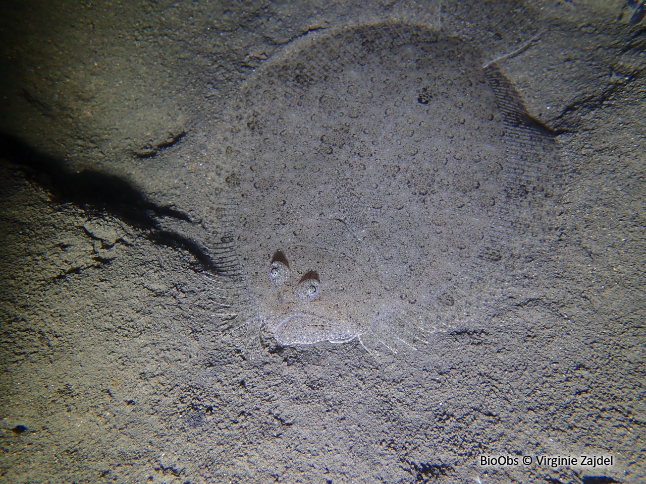 Barbue - Scophthalmus rhombus - Virginie Zajdel - BioObs