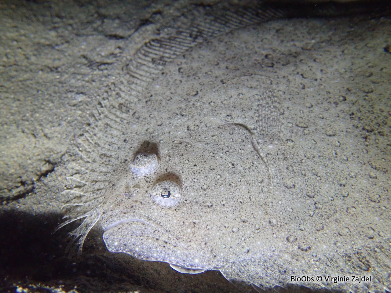 Barbue - Scophthalmus rhombus - Virginie Zajdel - BioObs