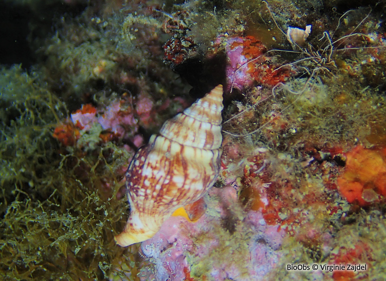 Buccin veiné - Euthria cornea - Virginie Zajdel - BioObs