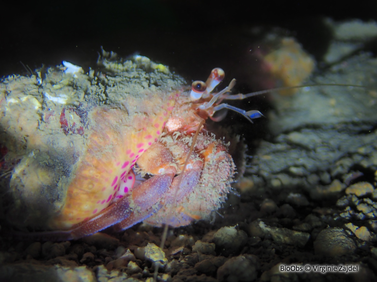 Gonfaron - Pagurus prideaux - Virginie Zajdel - BioObs